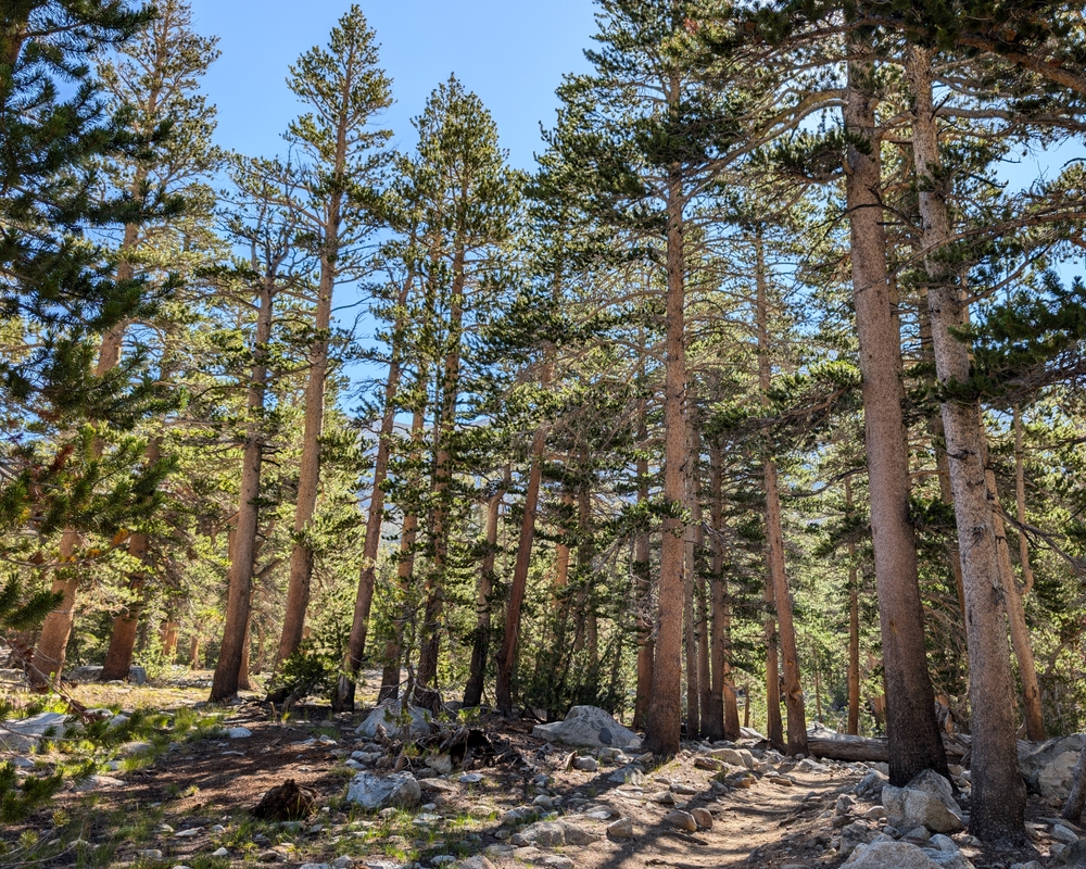 lodgepole and ponderosa affected species