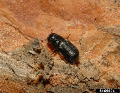 mountain pine beetle