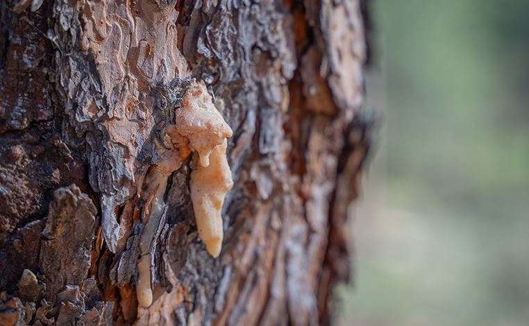 Pitch tubes on pine bark